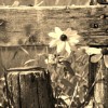 b/w Fence & Flowers