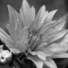 b/w Dahlia