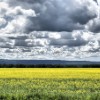 Canola Field