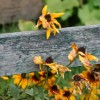 Fence & Flowers I