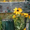 Fence & Flowers II