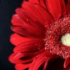 Red Gerbera