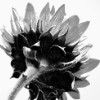 High Key Sunflower