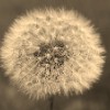 Sepia Puff Ball