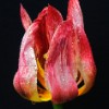 Water Drops on Tulip