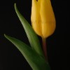 Yellow Tulip